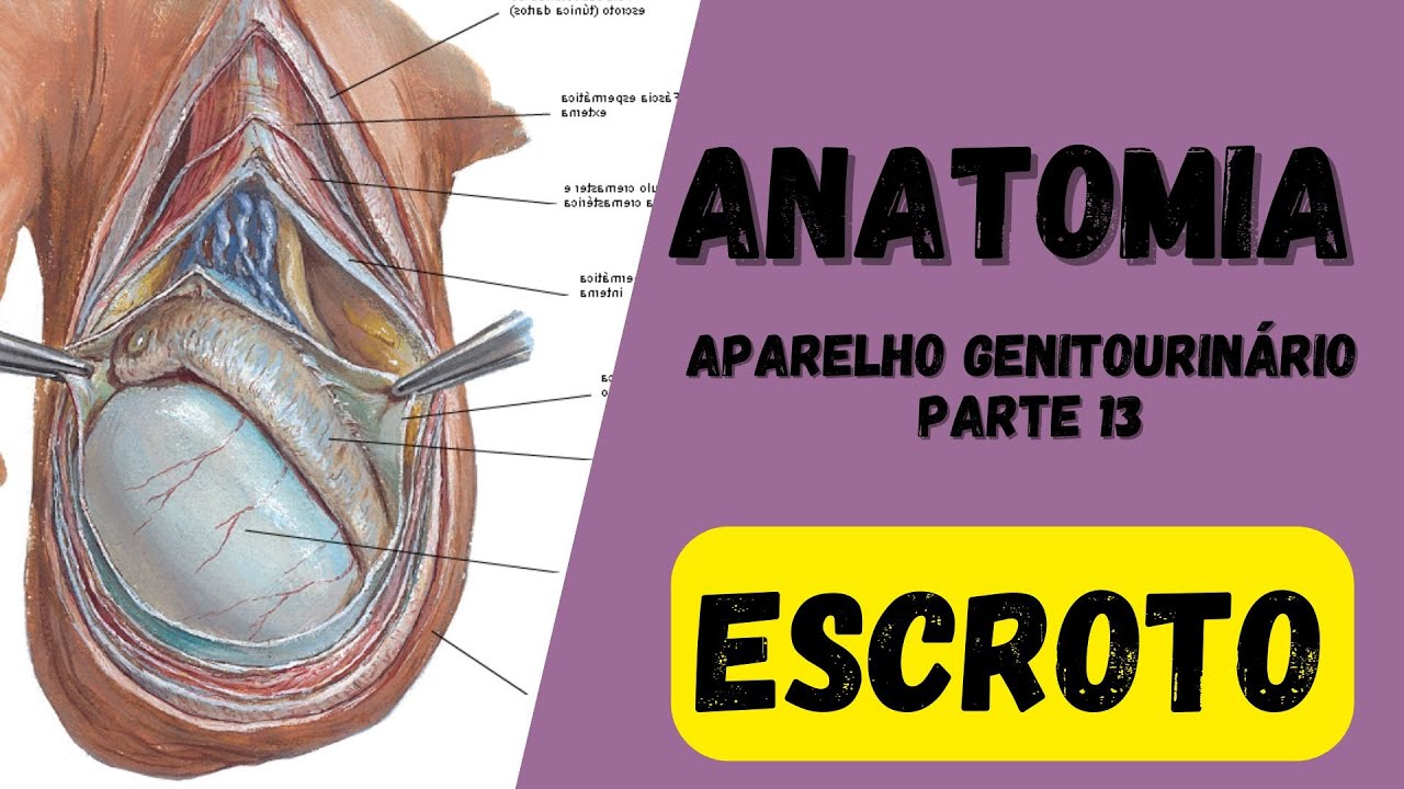 🔴👉 Anatomia do ESCROTO - Aparelho geniturinário - YouTube