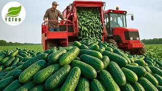 Download lagu Cucumber Harvest ⬆️30% with Modern Agricultural Technology for Pickle Production!