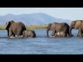 Elephants crossing the Zambezi River, Zambia Safari June 2013