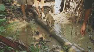 Walking through the Jungle - Rough Guide