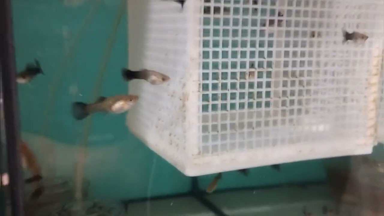 Update da Estufa Fev/26