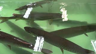 Iowa DNR Gillnetting & Spirit Lake Fish Hatchery