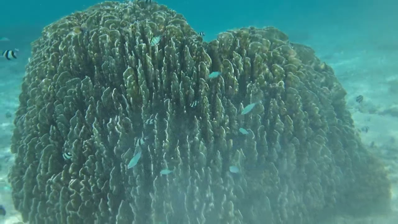 Maldiverna under vatten 2025