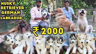 Puppy Sales | Dogs For Sale | Starting At 3000 | Lab, German, Husky, Rott, Beagle | Dog Kennel | Dog