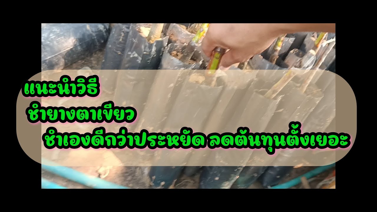 ชำยางตาเขียว แนะนำวิธีการชำยางตาเขียวแบบจับมือทำจร้า