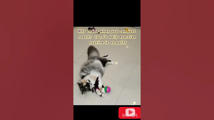 Watch the video about When Laziness Wins #shorts #trending #CoCo #persian #Cat#funny#catplaytime #funnyanimals