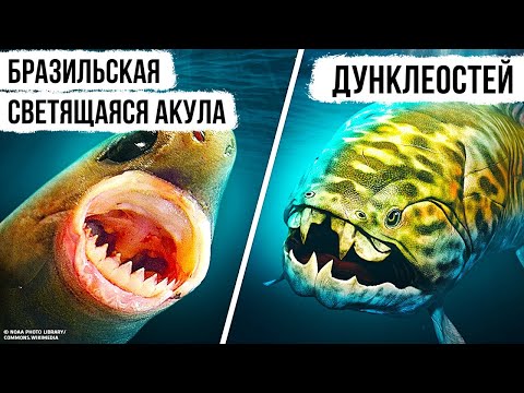 Морские существа, которые заставят вас бояться океана