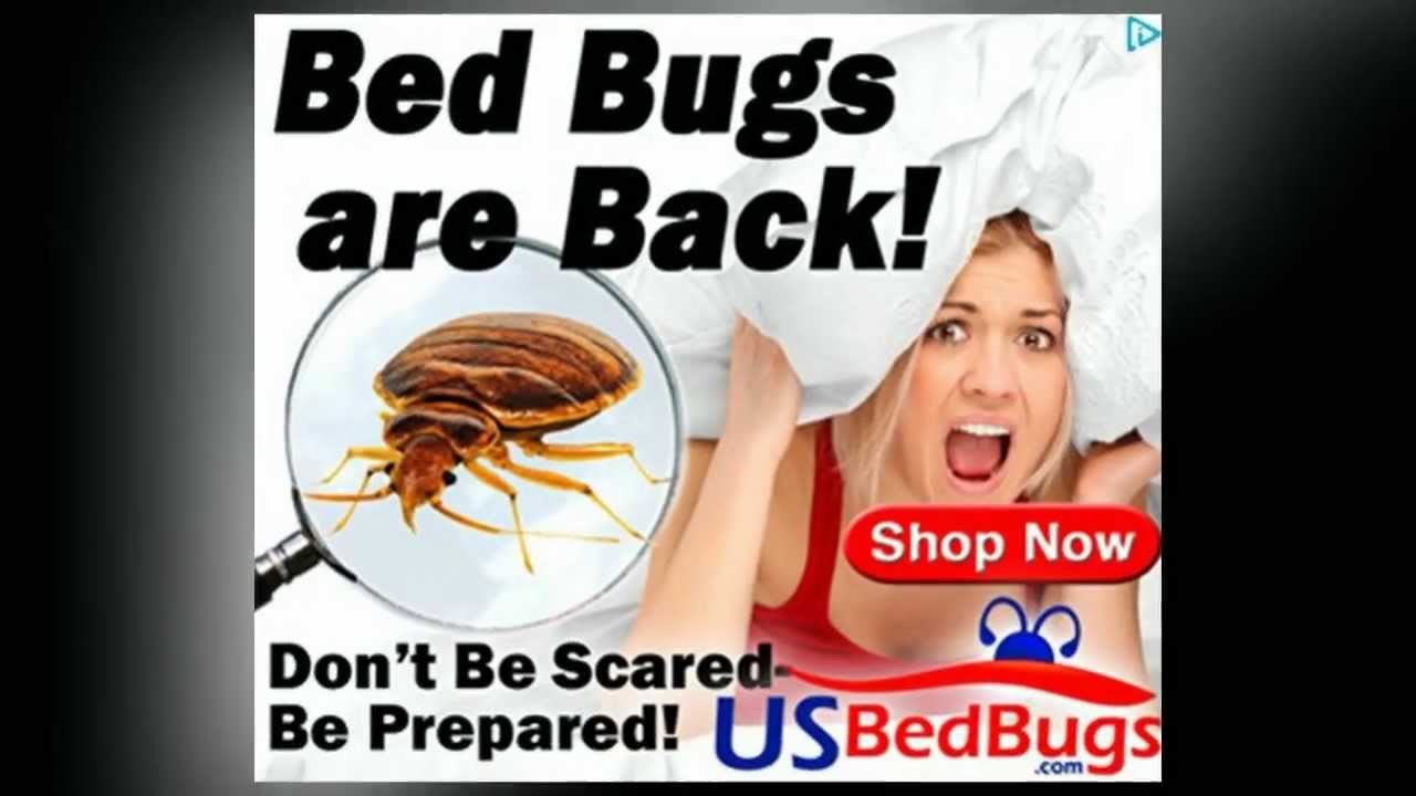 Get rid of bed bugs! YouTube