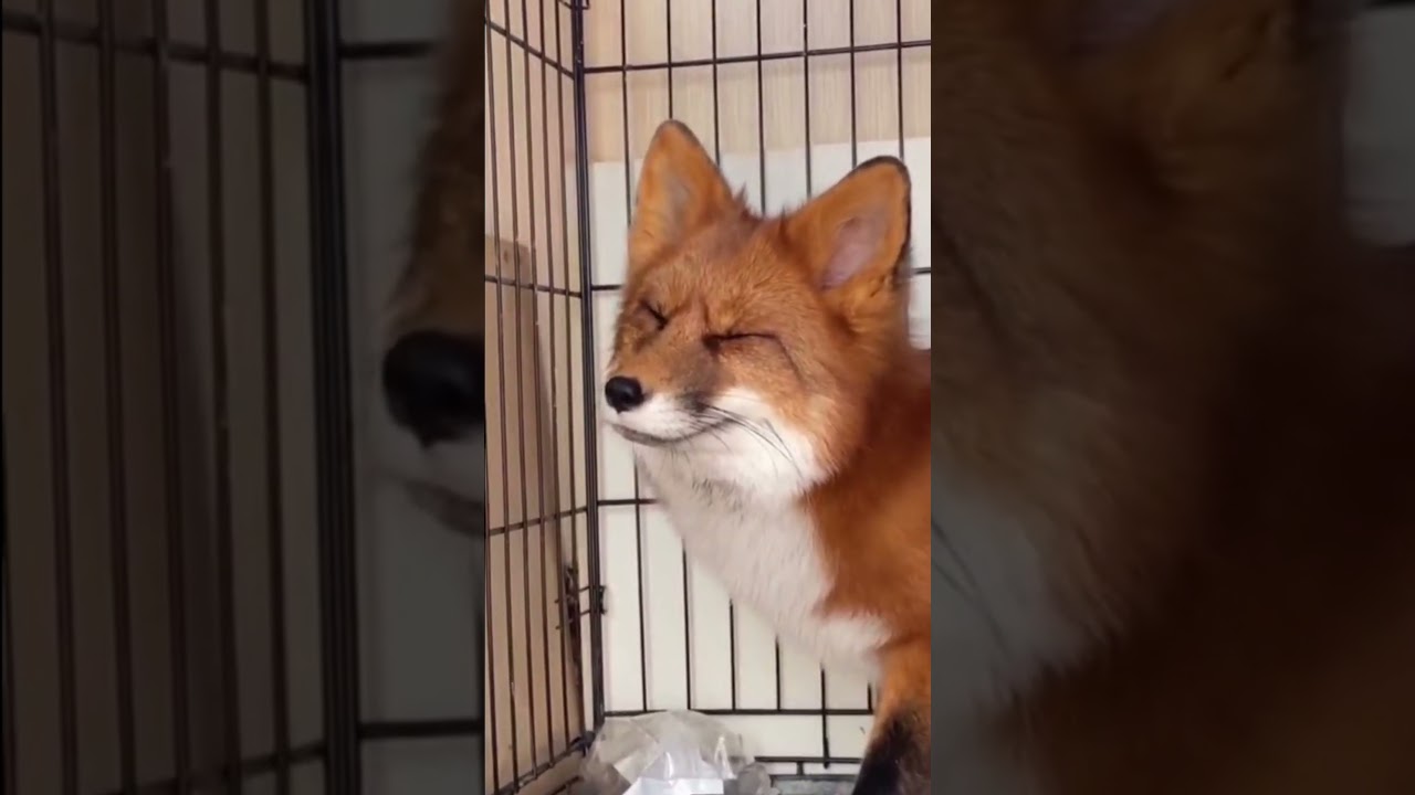 在 YouTube 上观看 The Foxxo Is Tired 在 YouTube 上观看 The Foxxo Is Tired