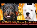 Dogo Argentino vs Rottweiler | Rottweiler vs Dogo Argentino | Best Guard Dog | Billa Boyka |