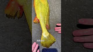 跟著八戒認識20種常見海魚 #魚獲滿滿 #海魚