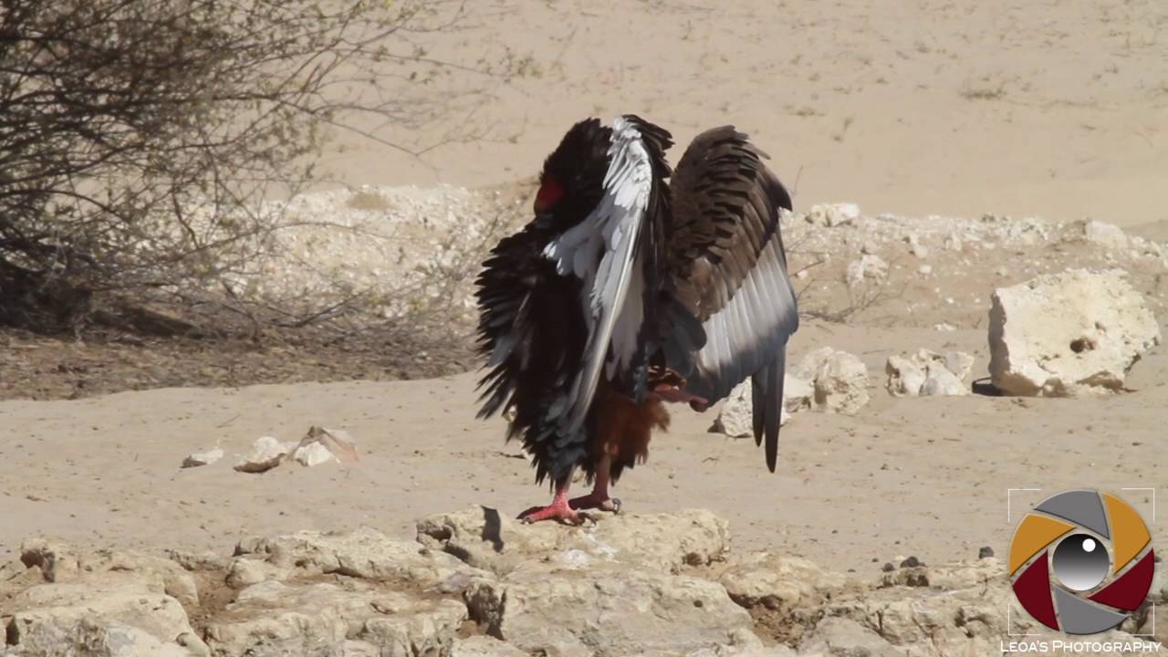 Call of the Bateleur