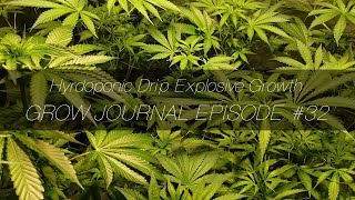 Hyroponic Drip Explosive Growth - Grow Journal E32