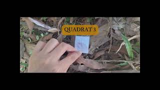 Quadrat Sampling Of Insects Between Allamanda Premium and PITAS Of UNIMAS