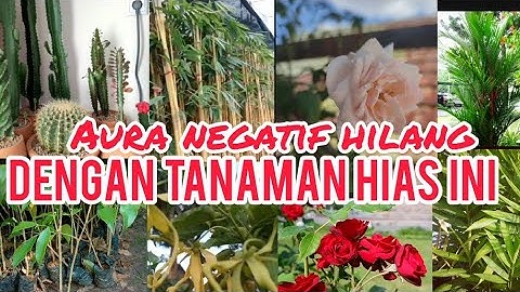 Merinding! 11 Tanaman  Hias Penghusir Jin Dan Setan Dari Rumah