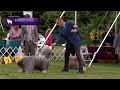 Bearded Collies | Breed Judging 2021 の動画、YouTube動画。
