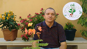 Como cuidar de flamboyant no vaso?