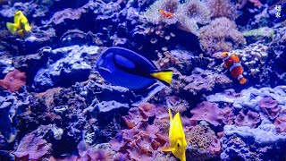 [NEW] 3HR Stunning 4K Underwater footage -Rare & Colorful Sea Life Video - Relaxing Sleep Music #11