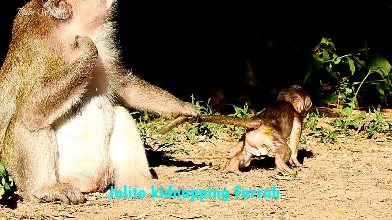petco hours Oh, Big sad little baby FARRAH is catching by JOLITO. At last FARRAH tries escaping & runs to mom.
