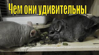 ШИНШИЛЛЫ - УДИВИТЕЛЬНЫЕ ЖИВОТНЫЕ