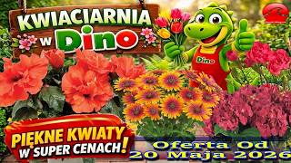 𝐃𝐈𝐍𝐎 – Kwiaciarnia Dino Nowa Oferta od 20.05.2026 | Kwiatowe Inspiracje i Tanie Kwiaty!