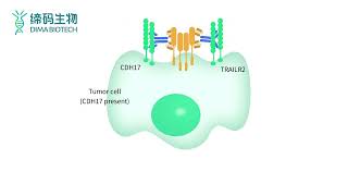 CDH17 Solid Tumor Target