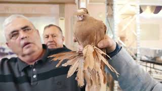 Международная выставка голубей