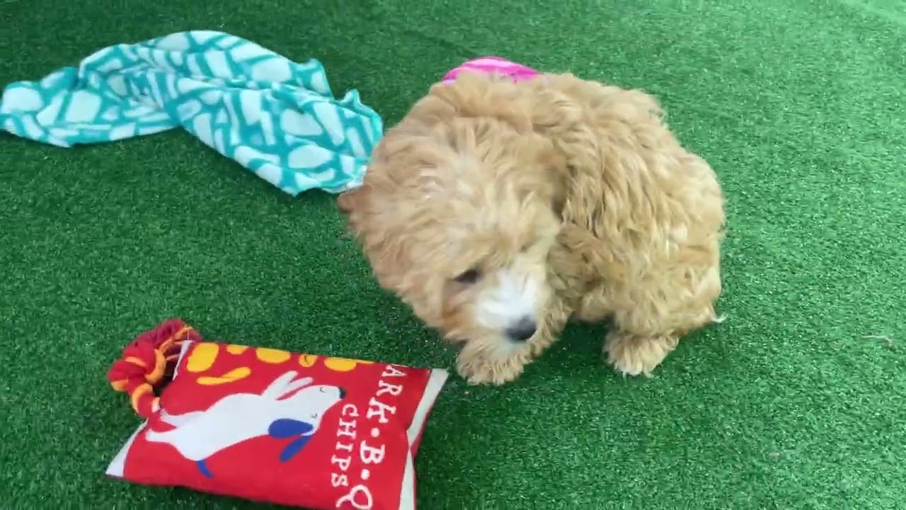 Jingle UPDATE - Mini Goldendoodle - Family Bred Puppies