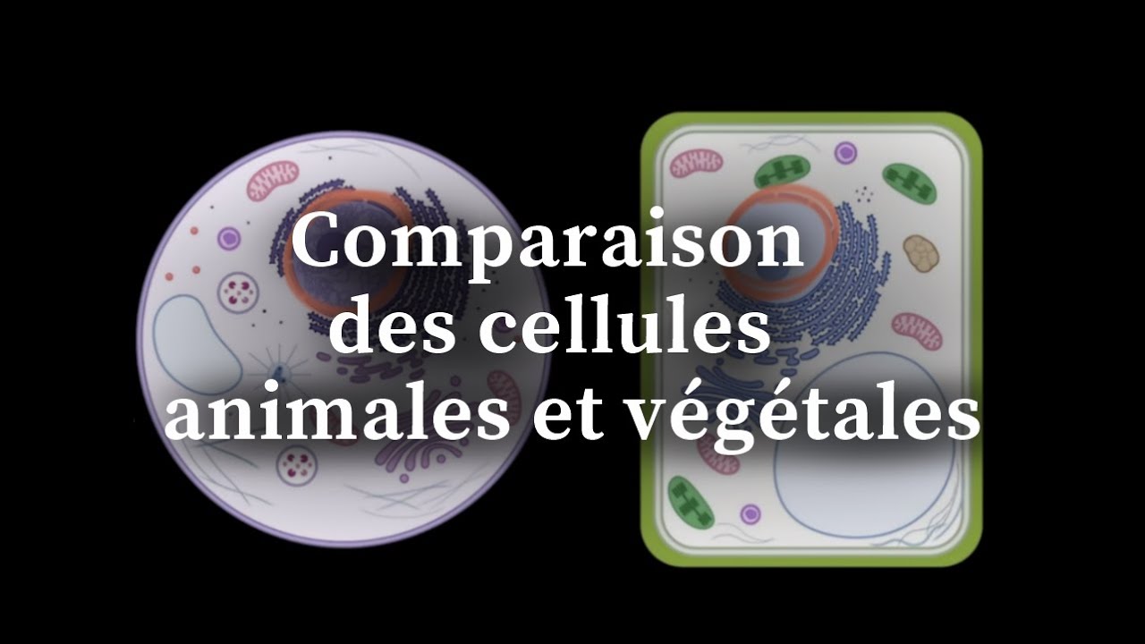 Comparaison des cellules animales et végétales