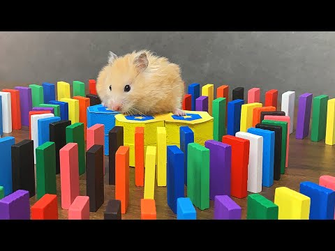 hamsters-and-domino-|-hamster-reaction