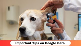 Important Tips on Beagle Care | How to care for Beagle