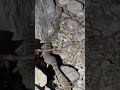 Diamondback rattlesnake