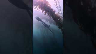 Freediving and Spearfishing the kelp forest in San Diego with clear water..Mark is a natural