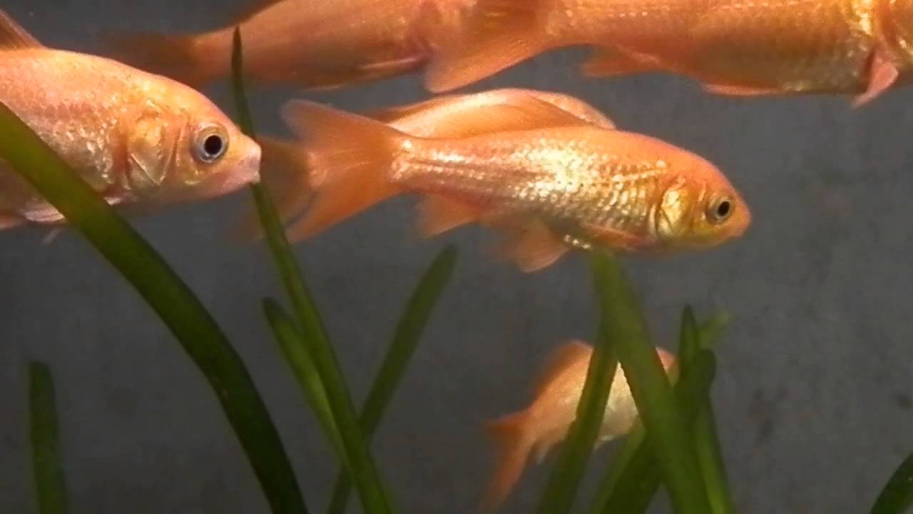 金魚の生態 金魚はよくみると オスとメスがわかる オスとメスの見分け方 Youtube