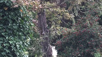 Squirrels on the Oak tree