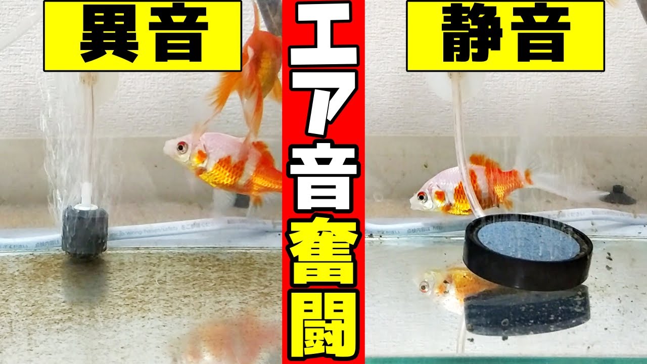【金魚水槽】静かなエアレーションを目指す！おすすめ！ブクブクの音対策【金魚すくい、逆流防止弁、エアーストーン、エアーポンプ】