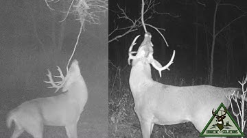 Updated Grapevine Scrapes; Why you should be using them.