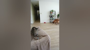 Cat Plays Fetch Better Than the Dog