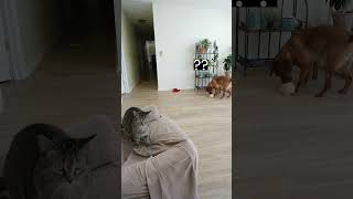 Cat Plays Fetch Better Than the Dog Wealth