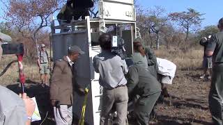 CAPTURING A RHINO