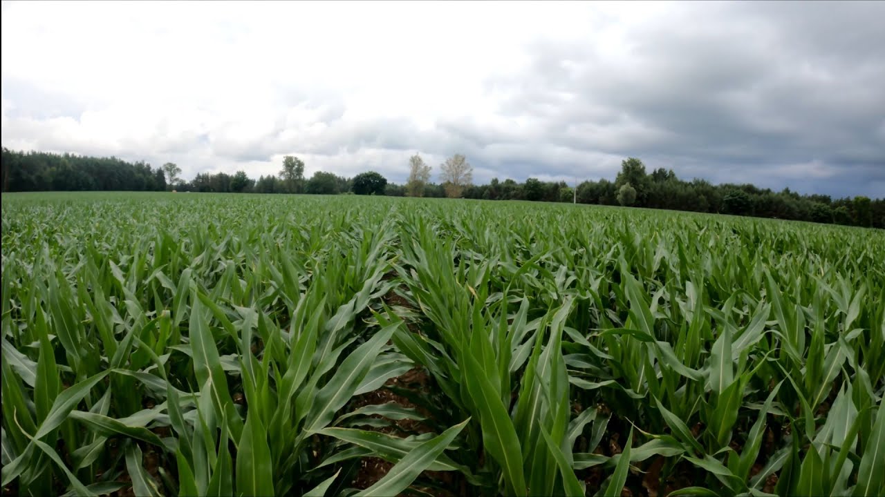Kiepskie nastroje w Polskim rolnictwie 😠 Przegląd polowy kukurydzy i sorgo 🔎🌽