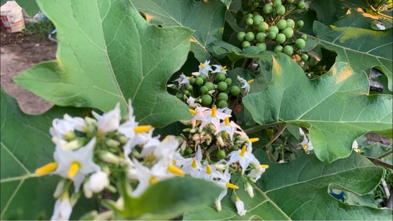 Pea Eggplant Growing How To Grow Pea Eggplant Pea Eggplant