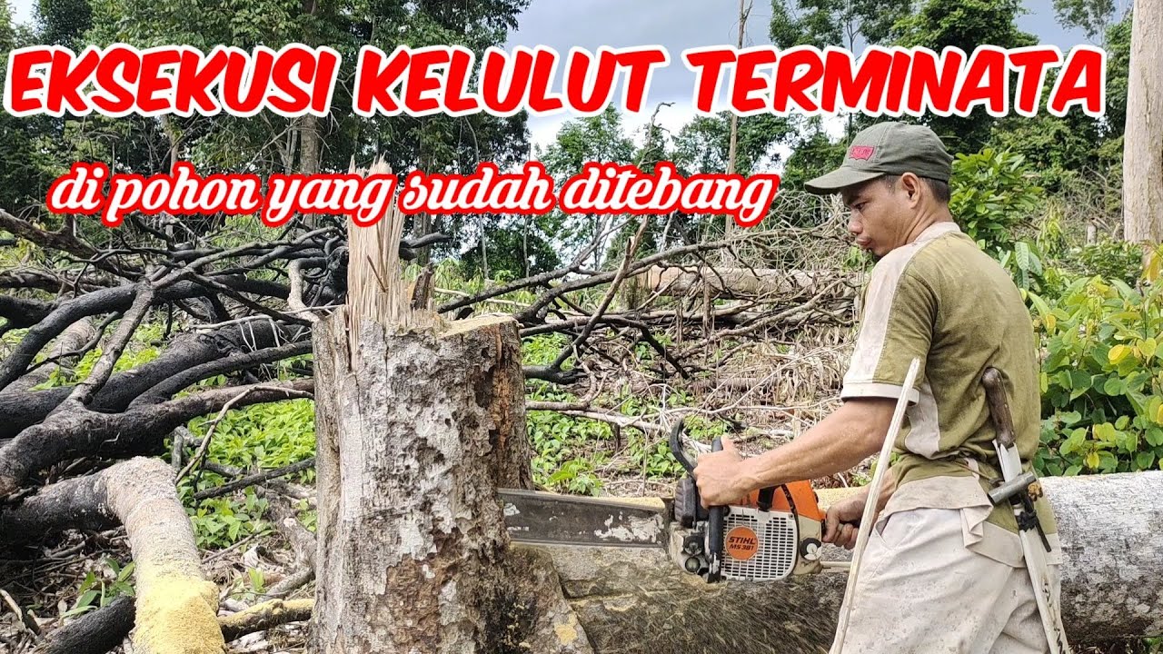EKSEKUSI SARANG KELULUT TERMINATA