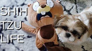 Fun Shih Tzu Puppy | Daily Life Routine Episode 2