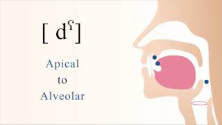 [ dˤ ] voiced unaspirated pharyngealized apical alveolar stop
