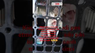 Fip Hastası Yavru Kedi Pes Etmedi I