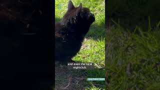 Mayor awards ‘catizenship’ to local cat Polo | 5 News
