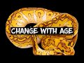 Ball Pythons that Change Colors with Age