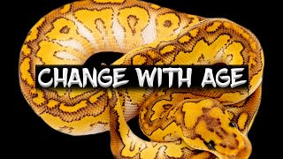 Famous Ball Pythons that Change Colors with Age Profile