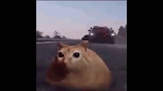 hbo cat chase